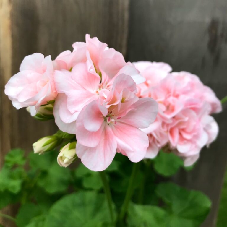 Pelargon M Rbacka Blomsterfamiljen