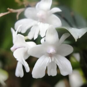 Dendrobium aberrans