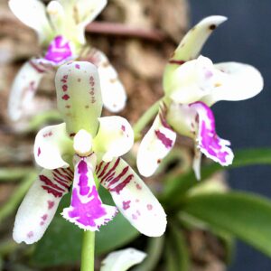 Phalaenopsis japonica, blommor