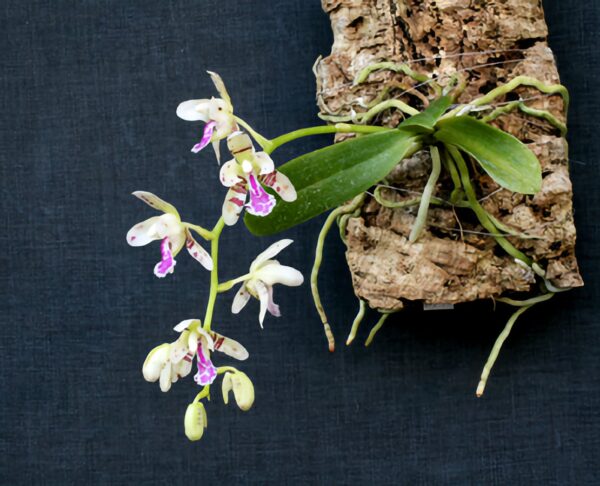 Phalaenopsis japonica, blommor på monterad planta