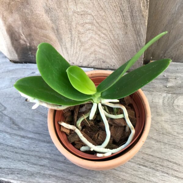 Phalaenopsis japonica, ung planta