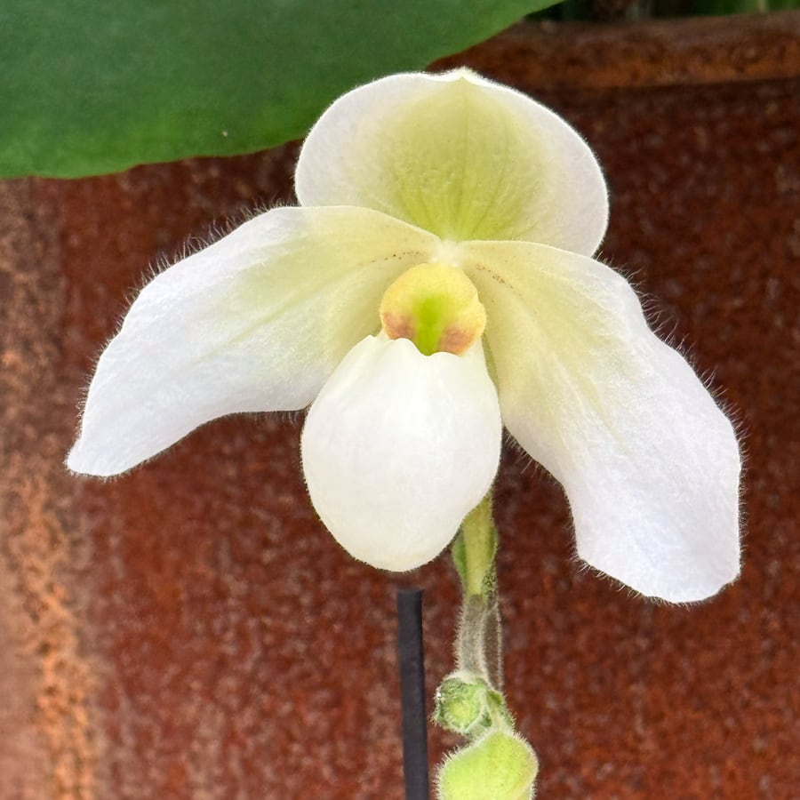 Paphiopedilum Deperle, blomma