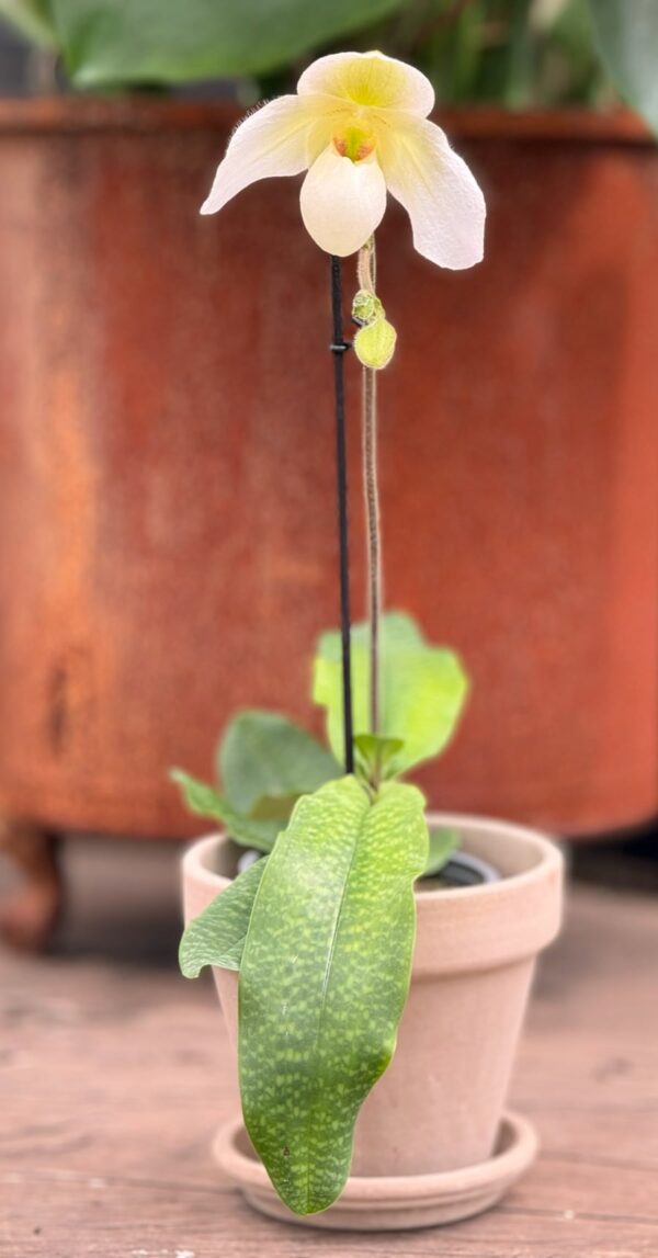 Paphiopedilum Deperle, blommande planta