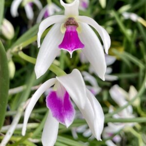 Leptotes bicolor, blommor