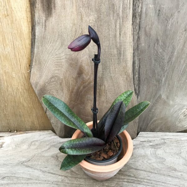 Paphiopedilum Maudiae, Vinicolor 'Black Jack', blommande planta
