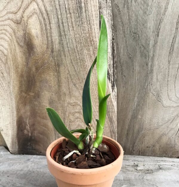 Cattleya labiata, semi alba, ung planta