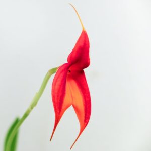 Masdevallia veitchiana, blomma