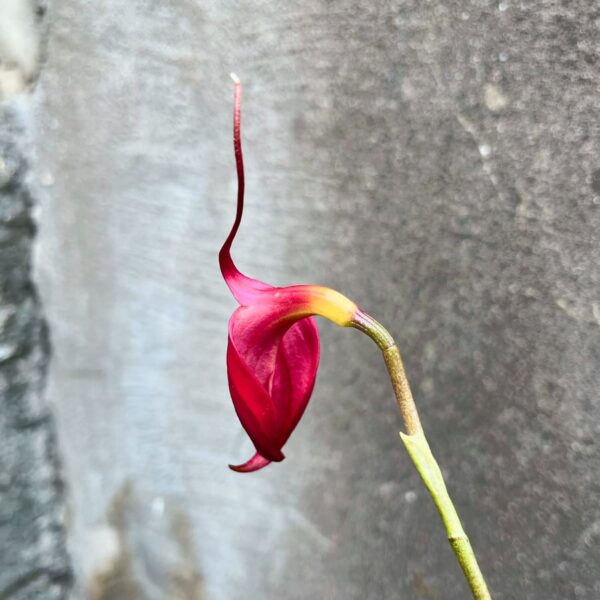 Masdevallia veitchiana, blomma baksida