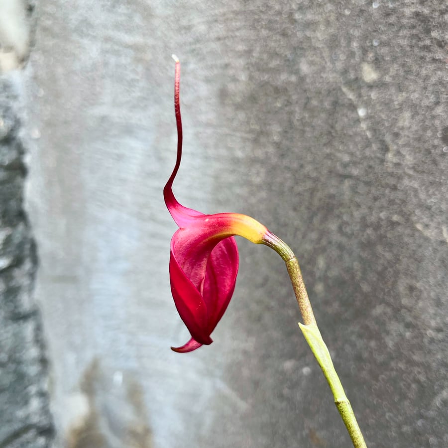 Masdevallia veitchiana, blomma baksida