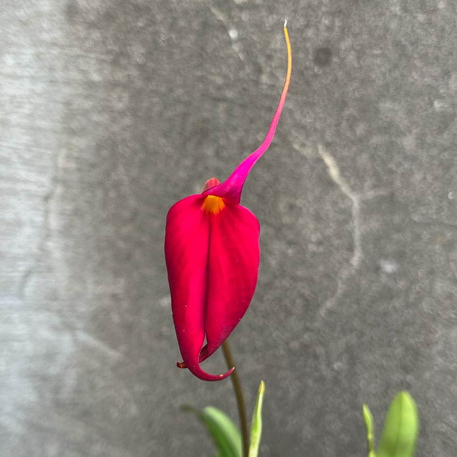 Masdevallia veitchiana, blomma