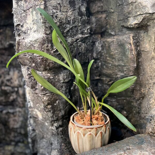 Masdevallia veitchiana, ung planta
