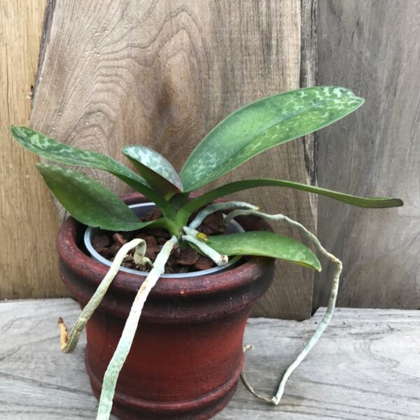Phalaenopsis stuartiana, stor nog att blomma