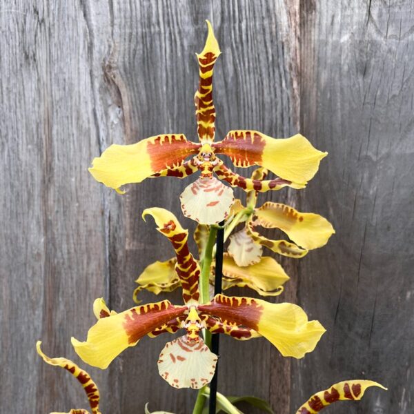 Rossioglossum Rawdon Jester 'Münchener Kindl', blommande planta