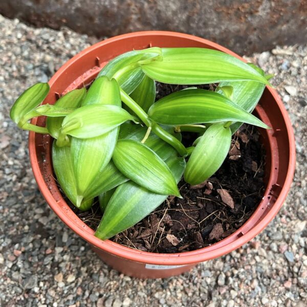 Vanilla planifolia, variegata, 3 sticklingar