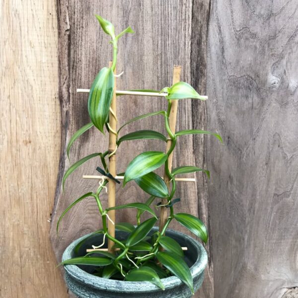 Vanilla planifolia, variegata, ung planta