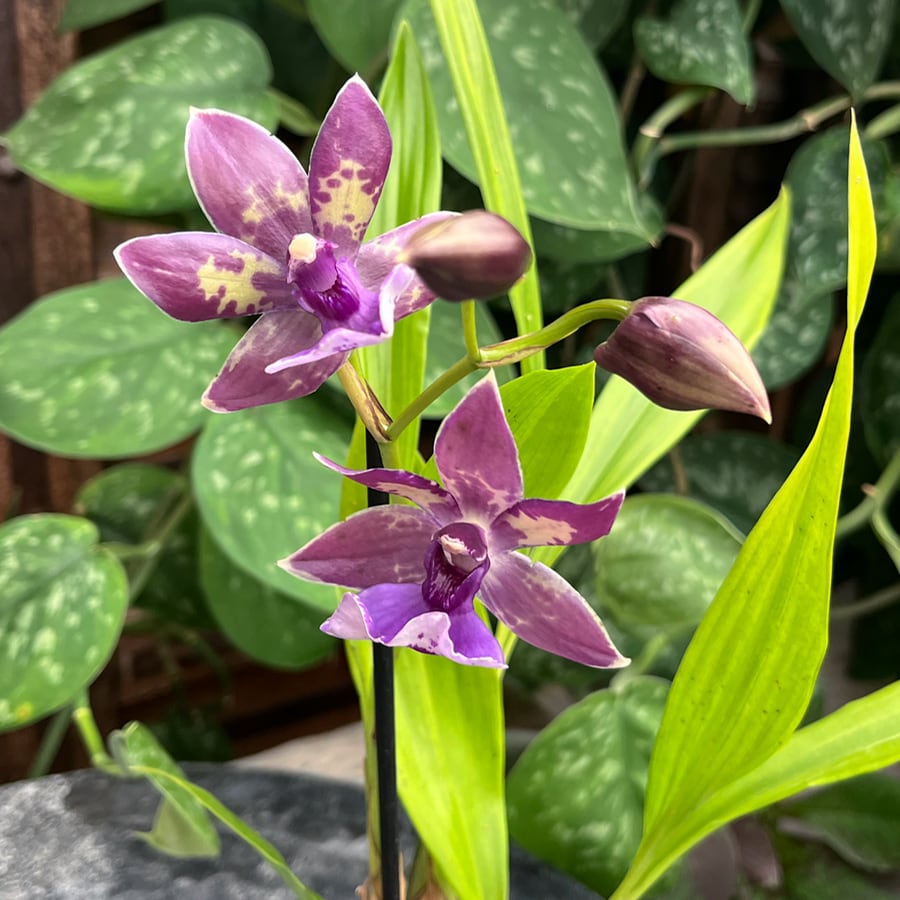 Zygopetalum hybrid, i blom