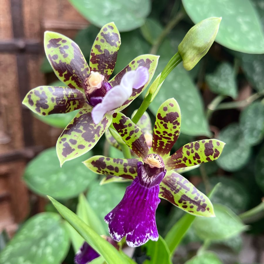 Zygopetalum hybrid, i blom
