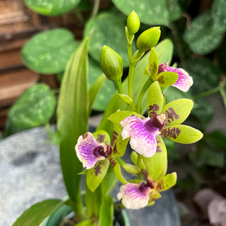 Zygopetalum hybrid, i blom
