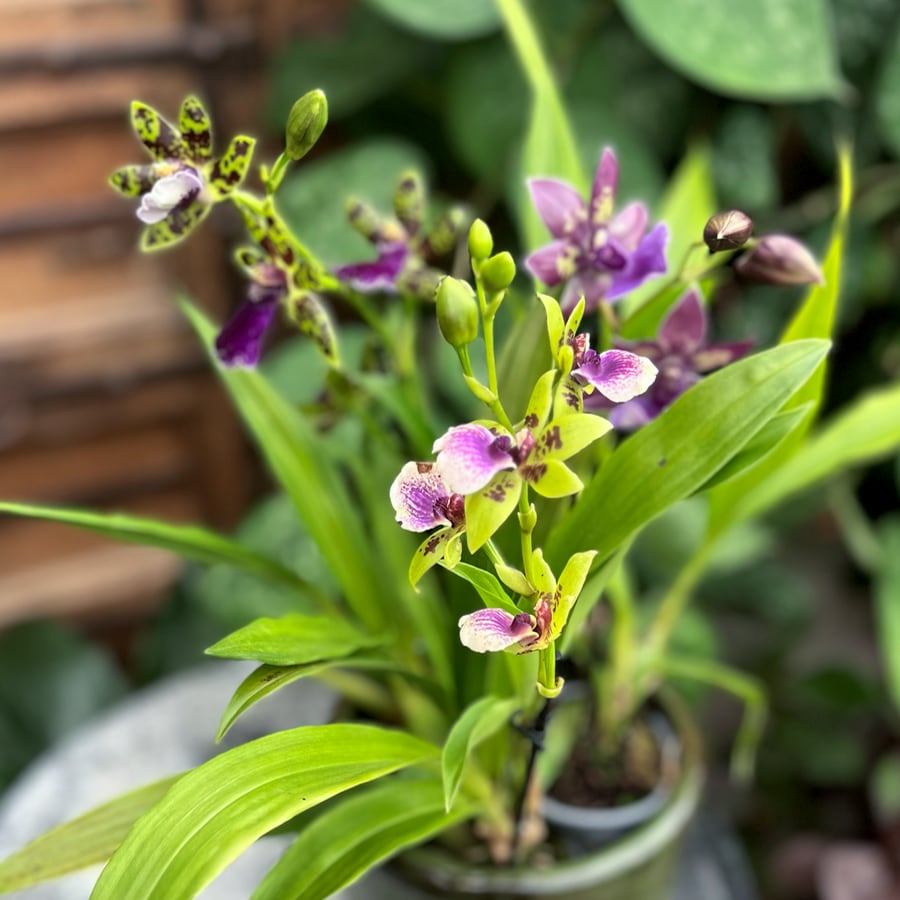 Zygopetalum hybrider, i blom