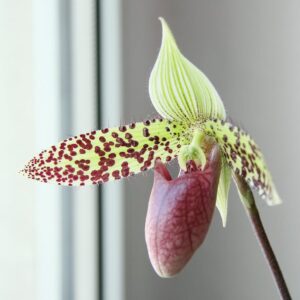 Paphiopedilum sukhakulii, blomma