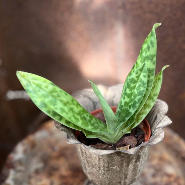 Paphiopedilum sukhakulii, ung planta