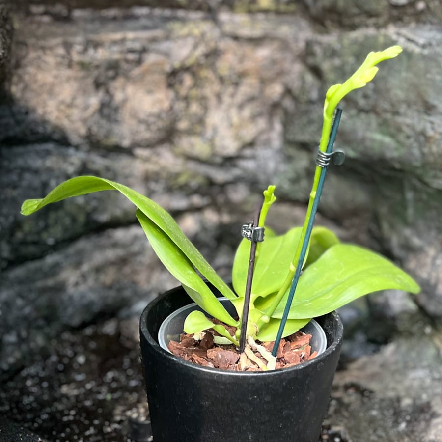 Phalaenopsis Sweet Memory 'Liodoro', i knopp
