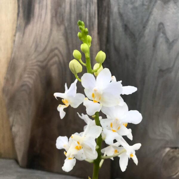 Phalaenopsis pulcherrima, alba