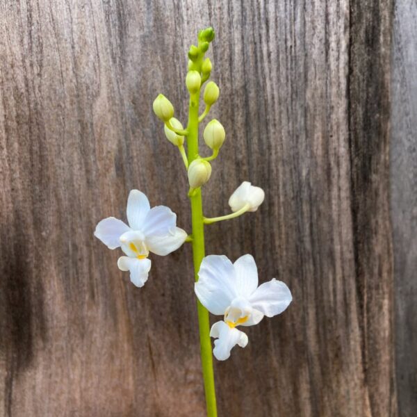 Phalaenopsis pulcherrima, alba, blommor