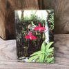 Vykort med botanisk illustration av Phragmipedium besseae av Stig Dalström