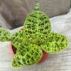 Macodes petola