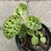 Macodes petola