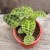 Macodes petola, med tre skott