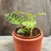 Macodes petola, med tre skott