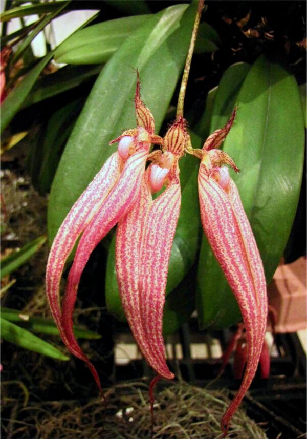 Bulbophyllum Elizabeth Ann 'Buckleberry', blommor, på Shatin Orchid Show, Hong Kong