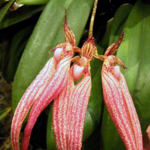 Bulbophyllum Elizabeth Ann 'Buckleberry', blommor, på Shatin Orchid Show, Hong Kong