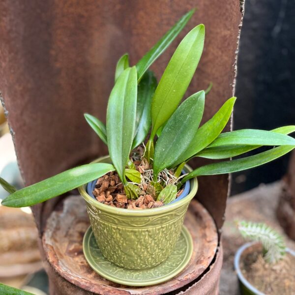 Bulbophyllum Elizabeth Ann 'Buckleberry', stor nog att blomma