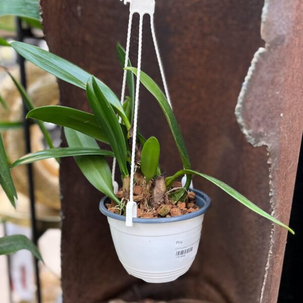 Bulbophyllum Elizabeth Ann 'Buckleberry', stor nog att blomma, ampel