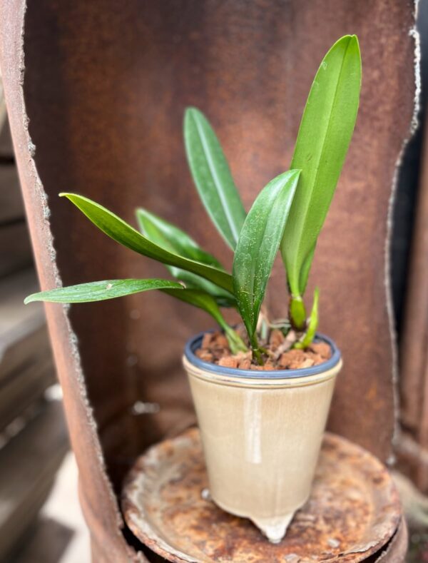 Bulbophyllum Elizabeth Ann 'Buckleberry', vuxen