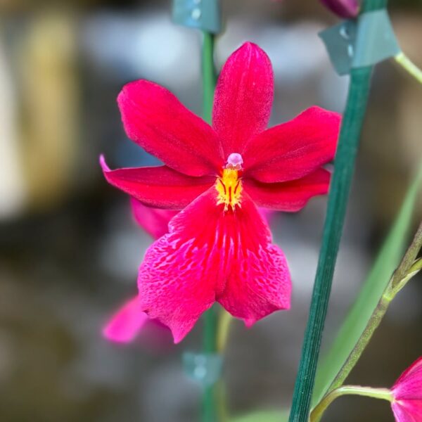 Oncidopsis Nelly Isler, blomma