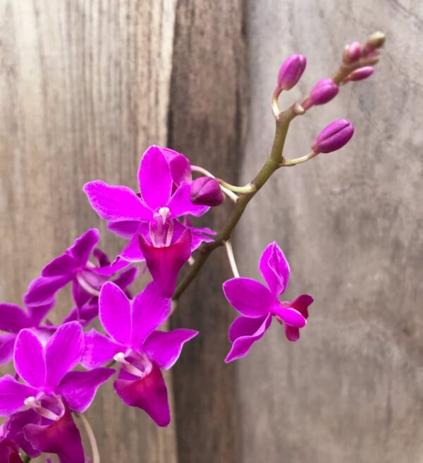 Phalaenopsis Purple Gem, blommor och knoppar
