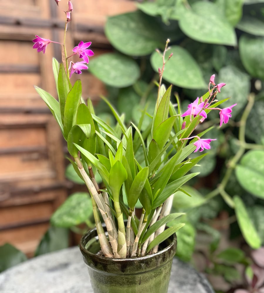 Dendrobium Berry 'Oda' - Bild 2