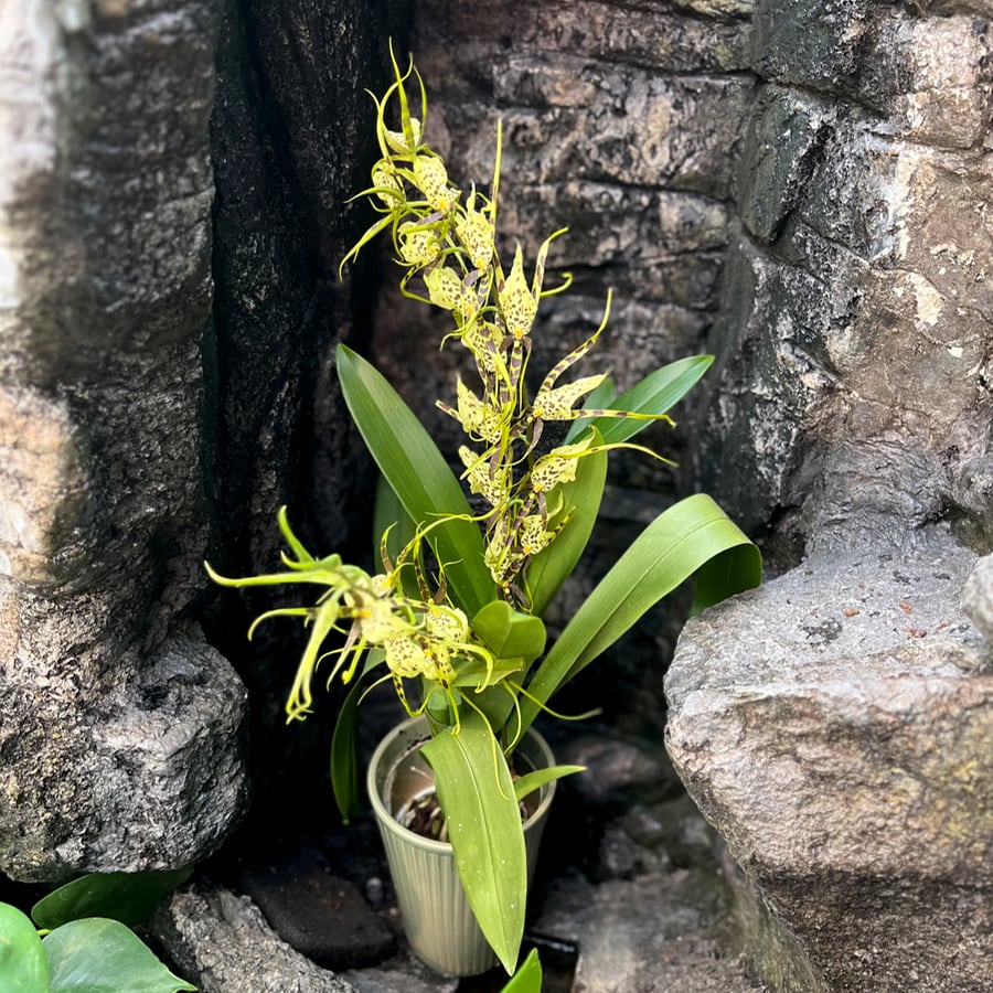 Brassia Eternal Wind 'Summer Dream', 2 stänglar