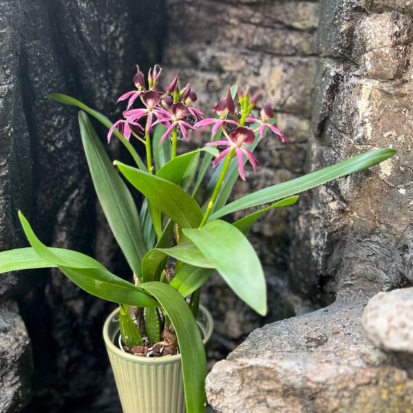 Guarechea Miva Etoile Noire 'Black Comet', samlinsgexemplar i blom