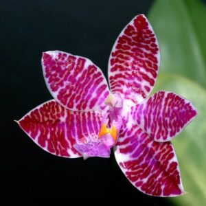 Phalaenopsis lueddemanniana, blomma