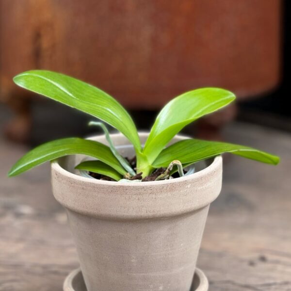 Phalaenopsis lueddemanniana, ung planta
