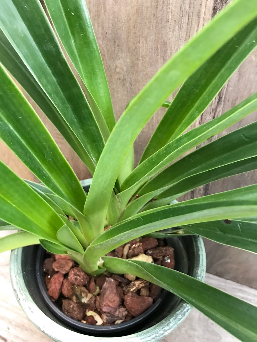 Paphiopedilum Saint Swithin, detalj