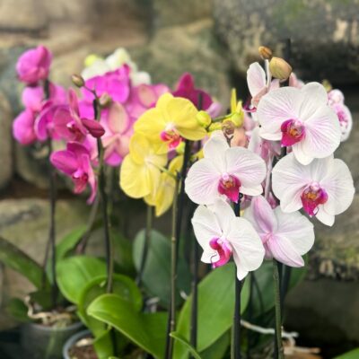Phalaenopsis-hybrid, blandade färger, plantor