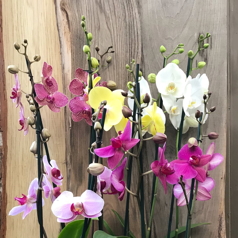 Phalaenopsis-hybrider med två stänglar, flera plantor