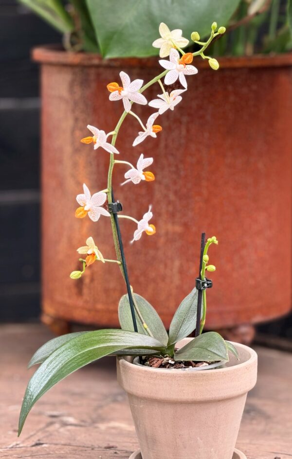 Phalaenopsis Mini Mark, blommande planta, två stänglar