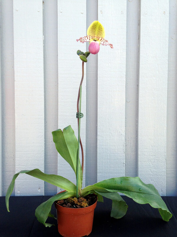 Paphiopedilum-Pinocchio--planta.jpg